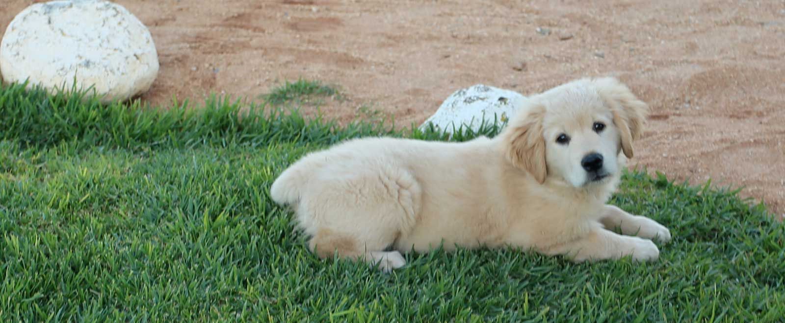 A golden puppy lying on the lawn at Grünau Chalets