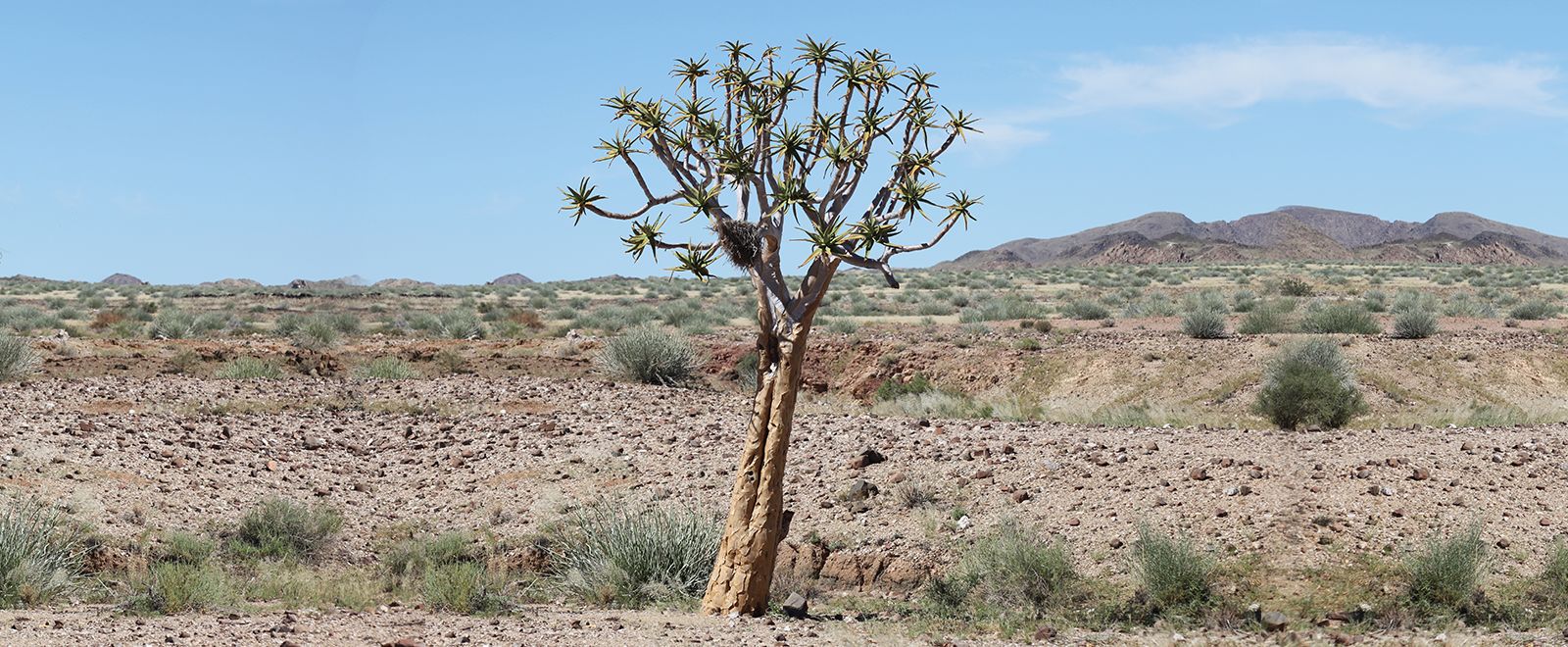 A quiver tree (kokerboom) standing in a rocky landscape