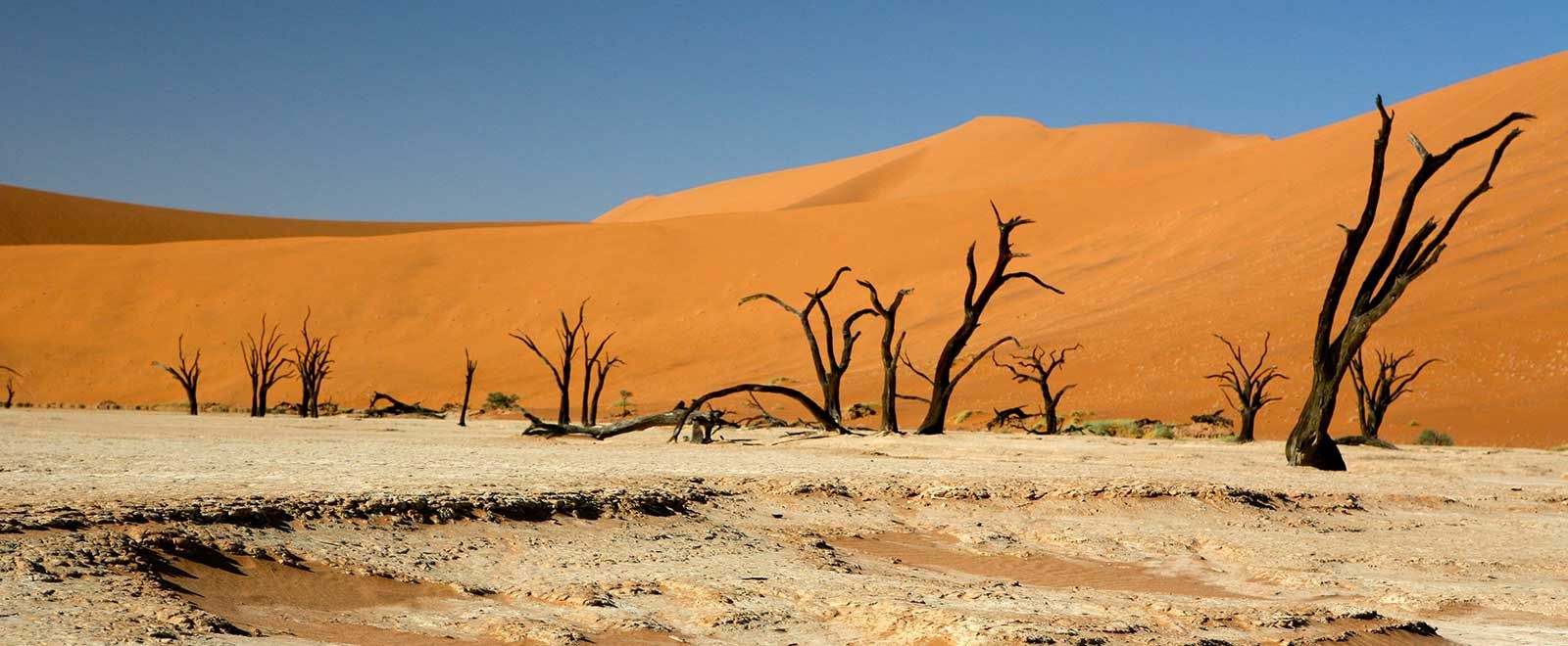 Dead camelthorn trees on the white clay pan at Sossusvlei with red dunes behind